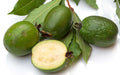 Pineapple Guava Seedling - Raintree Nursery