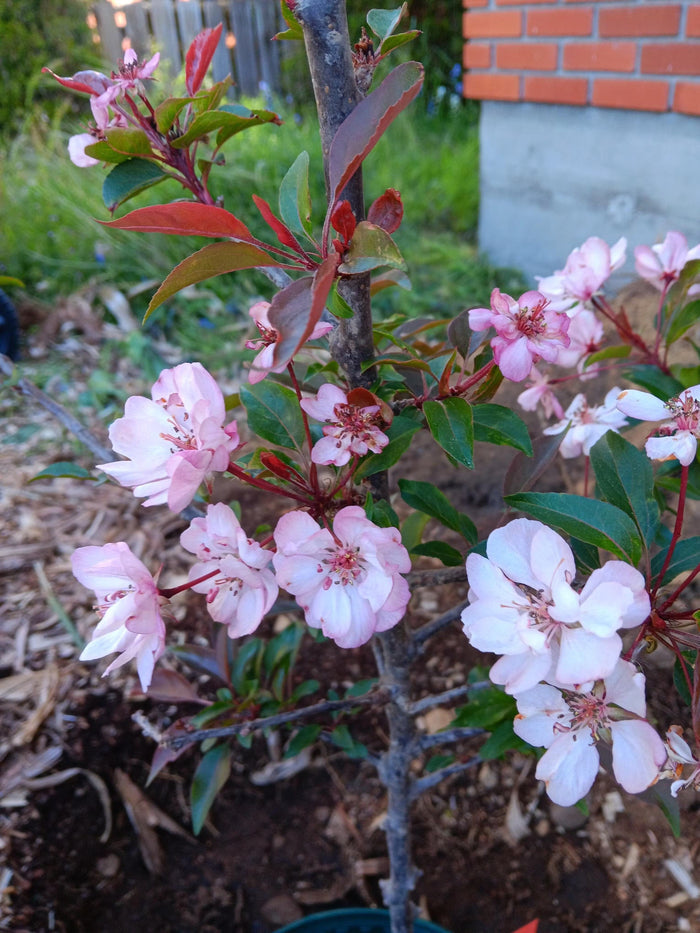 Pink Cloud Crabapple