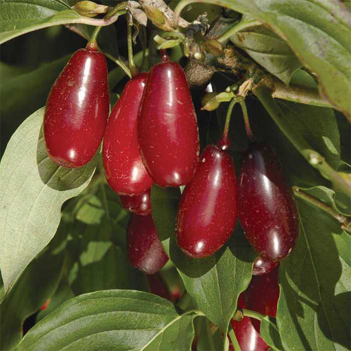 Pioneer™ Cornus Mas - Raintree Nursery