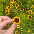 Plains Coreopsis Seedlings