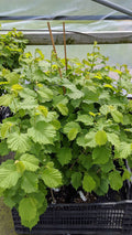 Polly O Filbert - Raintree Nursery