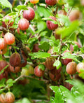 Poorman Gooseberry - Raintree Nursery