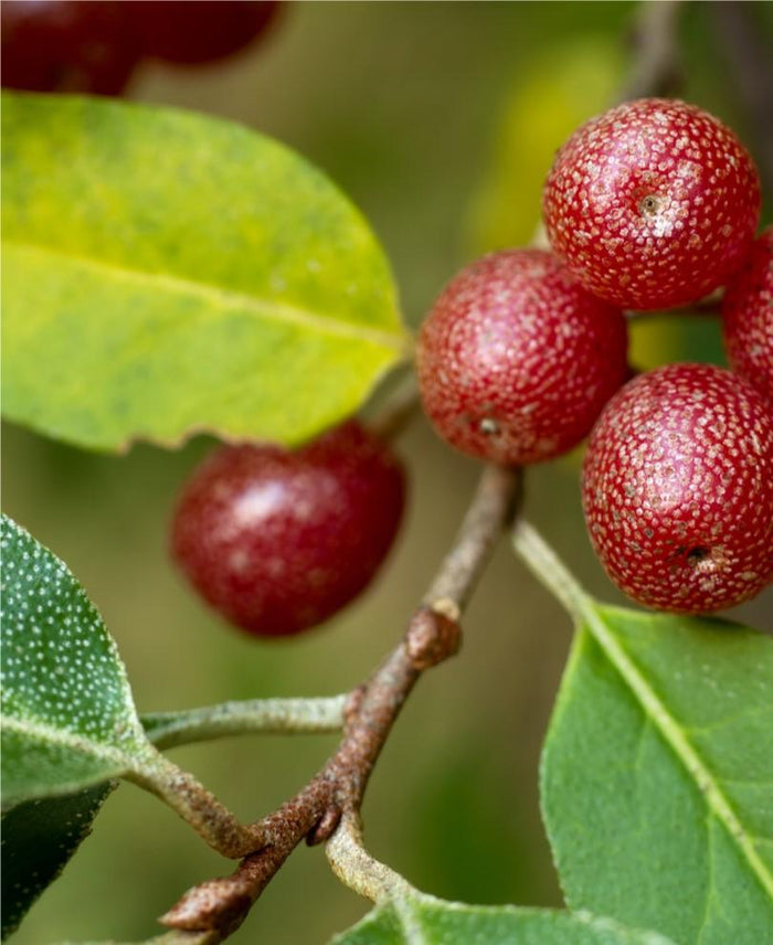 Portugese Super Hero Autumn Olive - Raintree Nursery