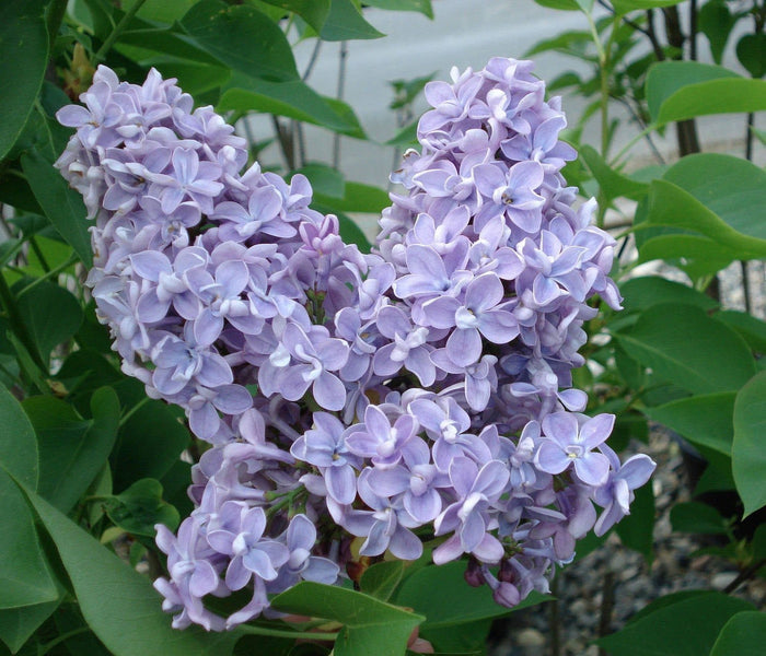 President Grevy Lilac-Ornamentals-Biringer-12-24" Plant-