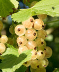 Primus White Currant - Raintree Nursery