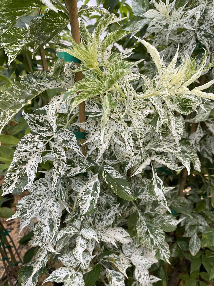 Pulverulenta Elderberry - Raintree Nursery