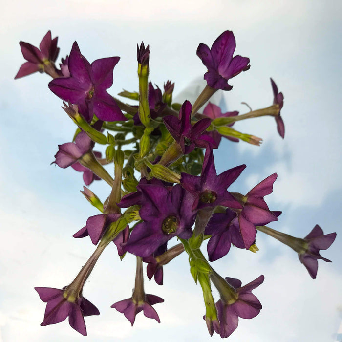 Purple Perfume Nicotiana Seedlings