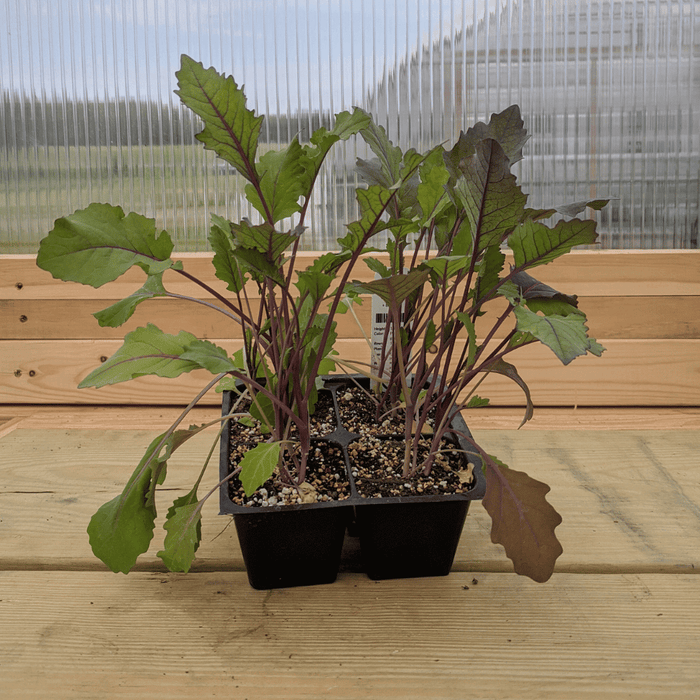 Purple Vienna Kohlrabi Seedlings