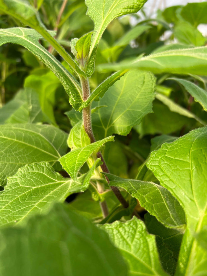Purple Yacon - Raintree Nursery