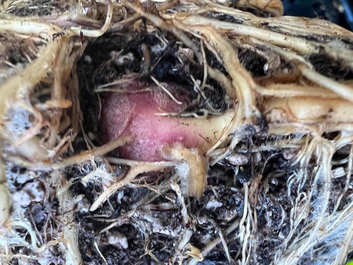 Purple Yacon - Raintree Nursery