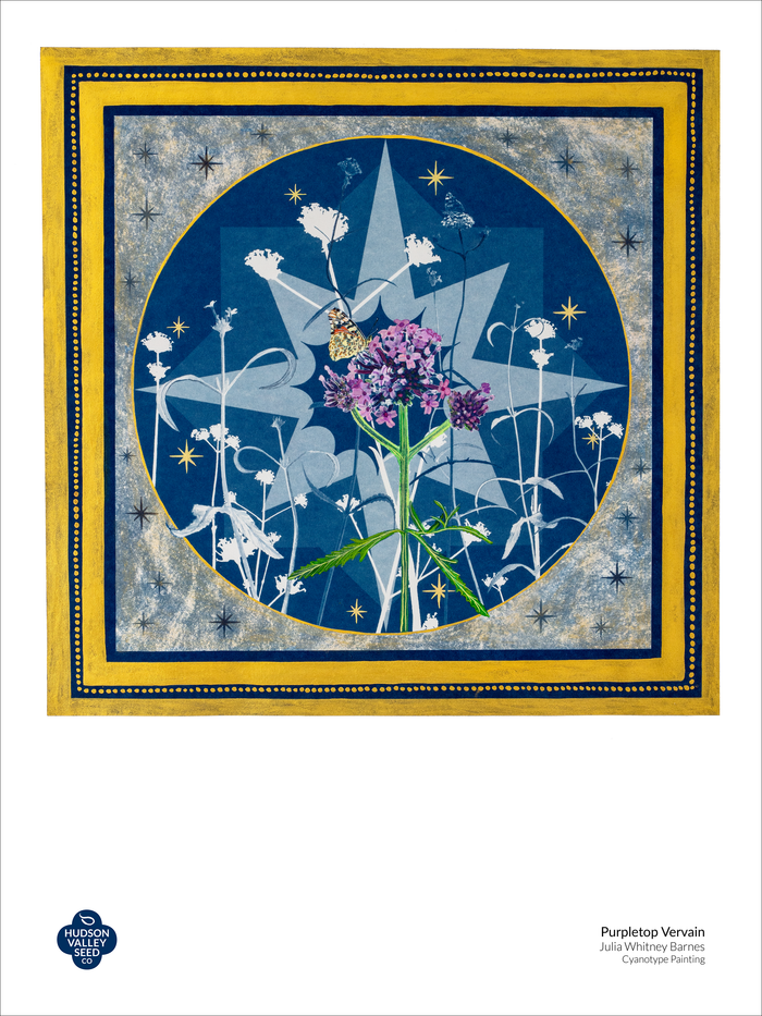Purpletop Vervain Fine Art Poster