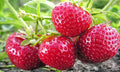 Quinault Strawberry - Raintree Nursery