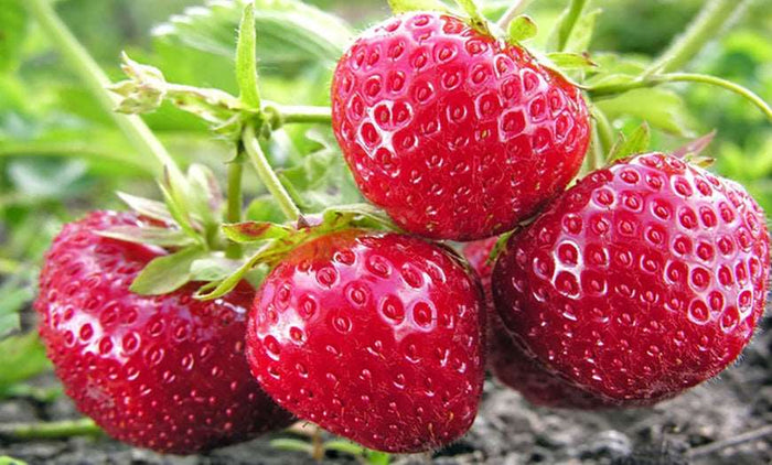 Quinault Strawberry - Raintree Nursery