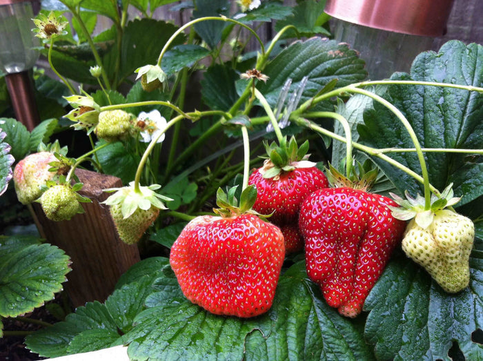 Quinault Strawberry - Raintree Nursery