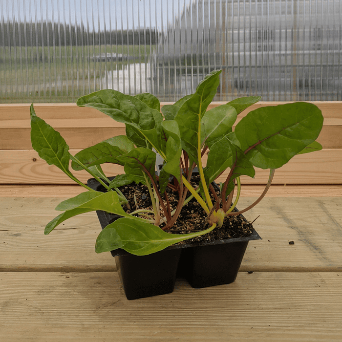 Rainbow Chard Seedlings