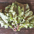 Rainbow Lacinato Kale Seedlings