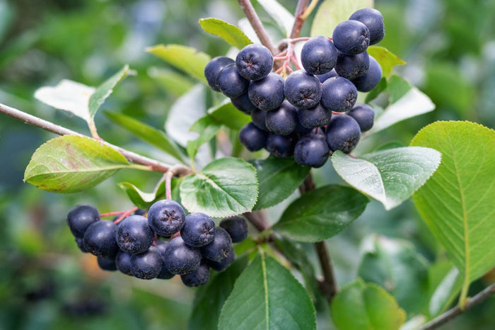Raintree Select Aronia-Berries-Raintree Prop-1 Gallon Pot-