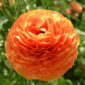 Ranunculus Telocote 'Sunset'