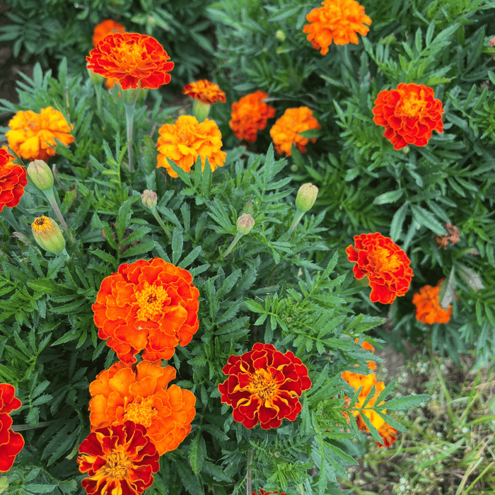 Red Cherry Marigold Seedling