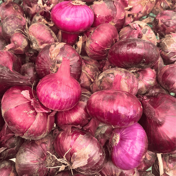 Red Geneva Cipollini Onion Seedling