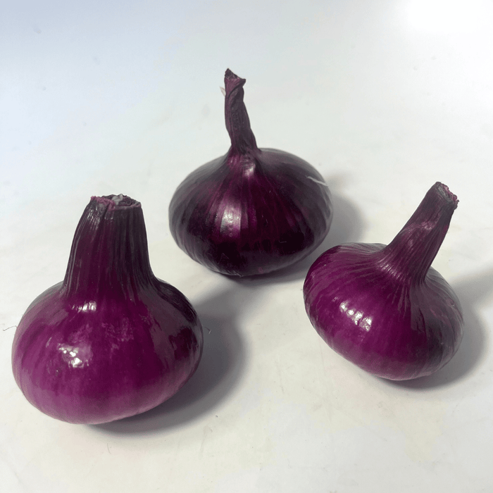 Red Geneva Cipollini Onion Seedling