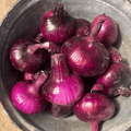 Red Geneva Cipollini Onion