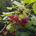 Red Jostaberry-Berries-Raintree Prop-10"-24"-