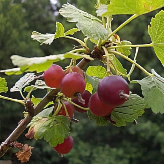 Red Jostaberry-Berries-Raintree Prop-10"-24"-