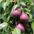 Red Sensation Pear