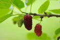 Red ShahToot Mulberry-Fruit Trees-Whitman-1 Gallon Pot-