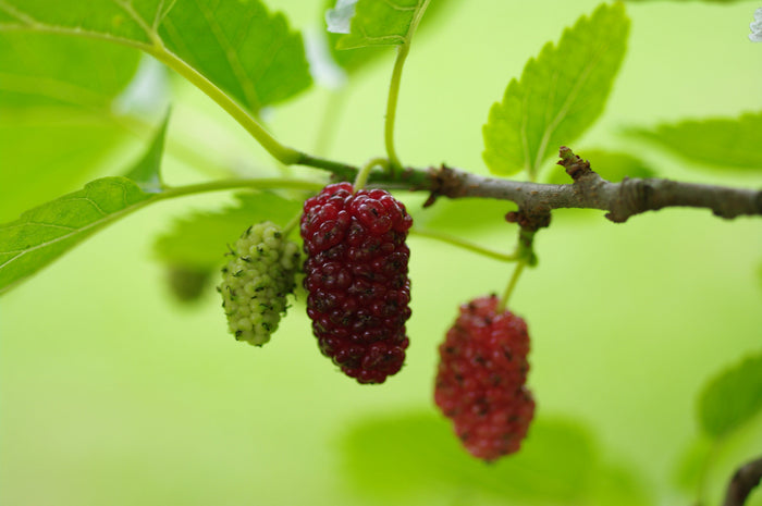 Red ShahToot Mulberry-Fruit Trees-Whitman-1 Gallon Pot-