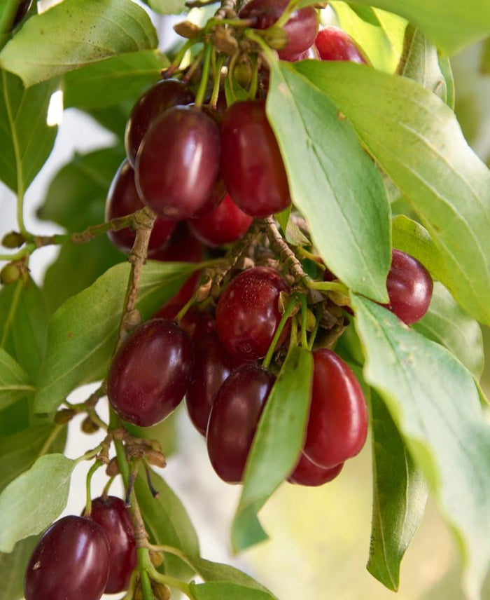 Red Star Cornus Mas - Raintree Nursery