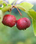 Red Sun Chinese Hawthorn - Raintree Nursery