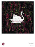 Red Swan Bush Bean Fine Art Poster