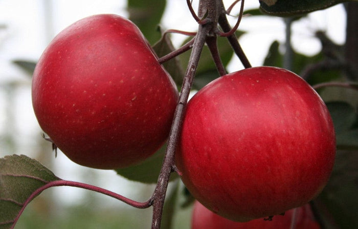 Redlove® Calypso Apple-Fruit Trees-North Woods-1 Gallon Pot-