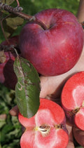 Redlove® Era Apple-Fruit Trees-North Woods-1 Gallon Pot-