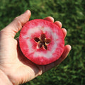 Redlove® Odysso-Fruit Trees-North Woods-1 Gallon Pot-