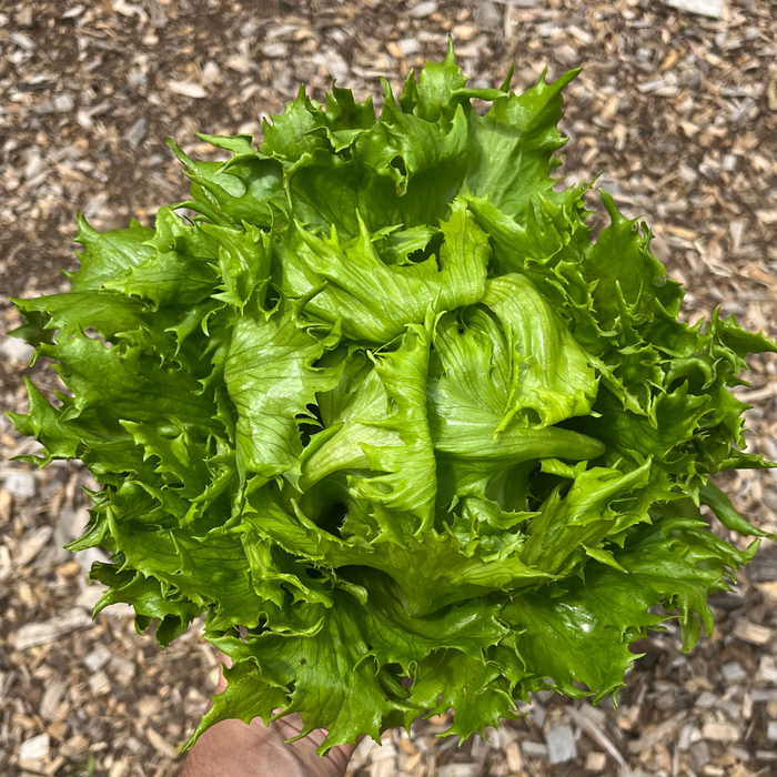 Reine Des Glaces Lettuce