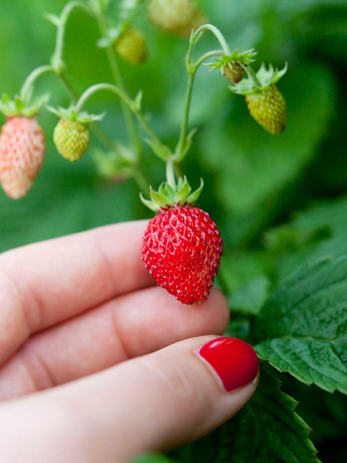 Reine des Vallees Alpine Strawberry-Berries-Raintree Prop-4" Pot-