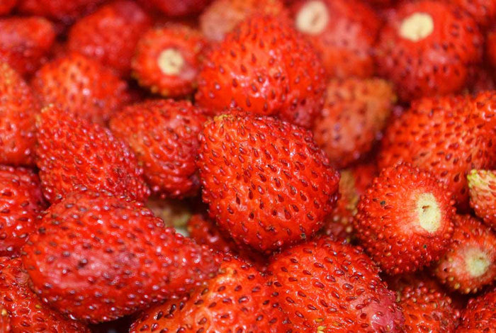 Reine des Vallees Alpine Strawberry - Raintree Nursery