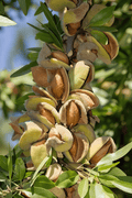 Reliable Almond-Nut Trees-Biringer-Dwarf (4'-5')-