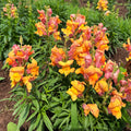 Rembrandt Snapdragon Seedlings