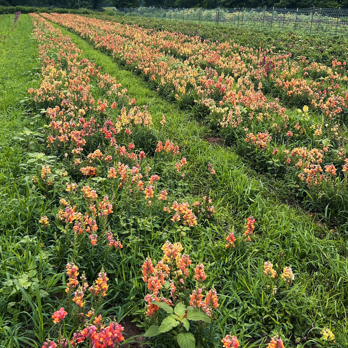 Rembrandt Snapdragon Seedlings