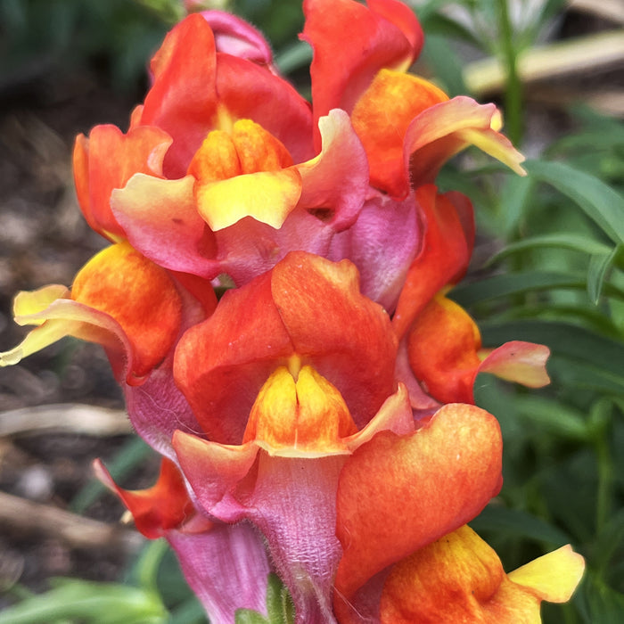 Rembrandt Snapdragon