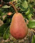 Rescue European Pear - Raintree Nursery