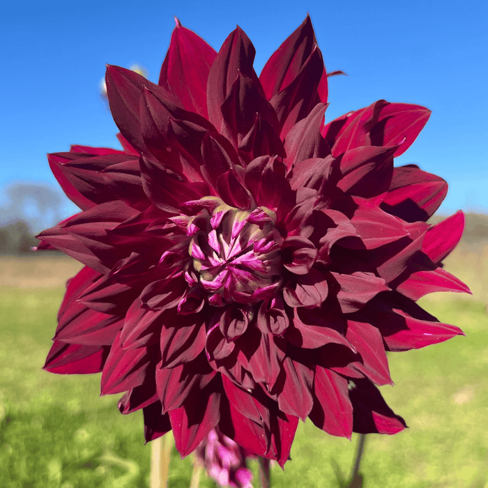 Ripples Dahlia Tuber
