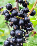 Risager Black Currant - Raintree Nursery