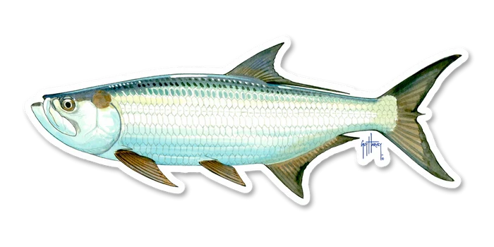 River Collective Fish Sticker
