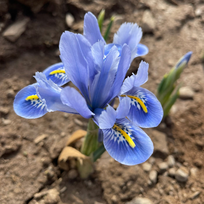 Rock Iris reticulata 'Alida'