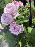 Rosa Blue Girl